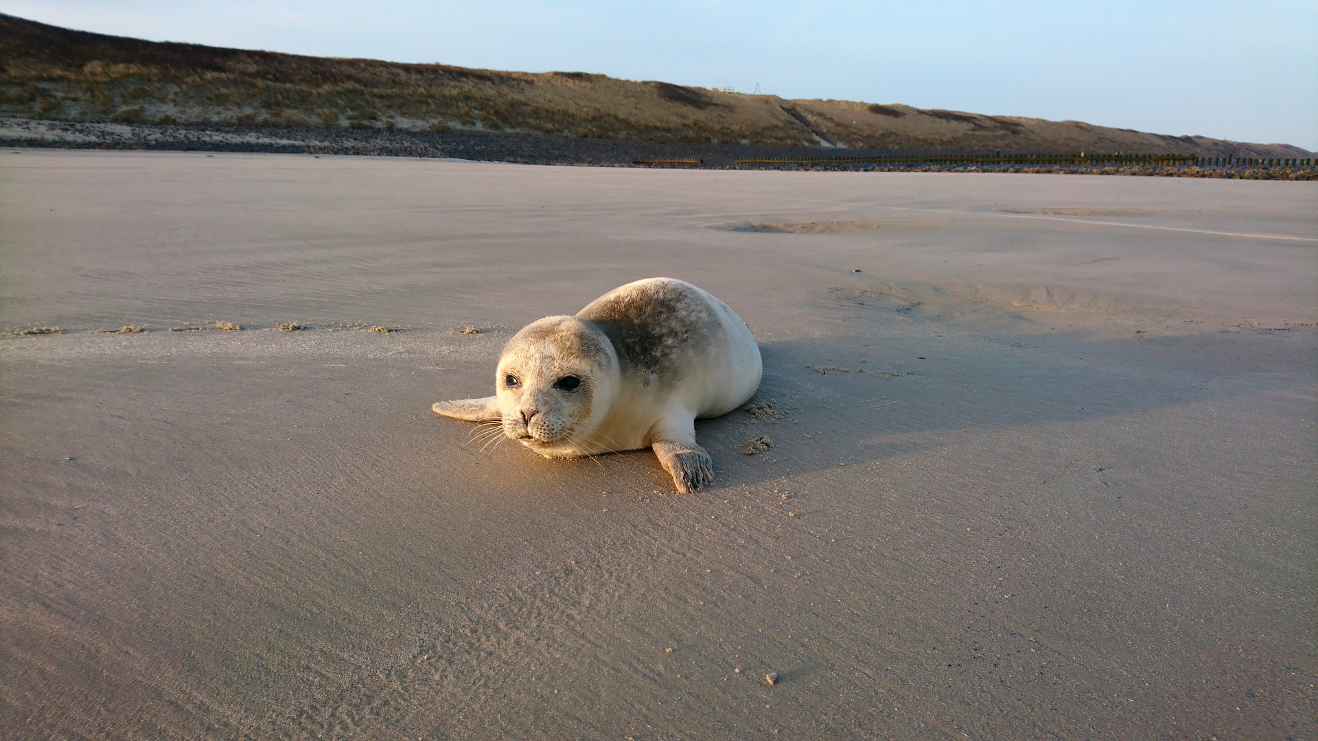 Eine junge Robbe am Strand von Wangerooge.